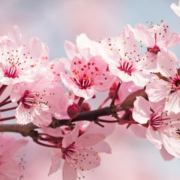 Japanese Cherry Blossom: Uses & Benefits of Japanese Cherry